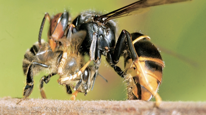 frelon asiatique attrape une abeille
